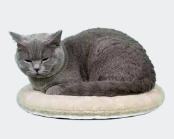 Grey cat